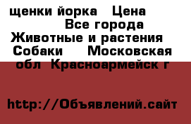 щенки йорка › Цена ­ 15 000 - Все города Животные и растения » Собаки   . Московская обл.,Красноармейск г.